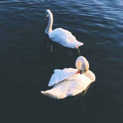 今期澳门三肖三码开一码app下载